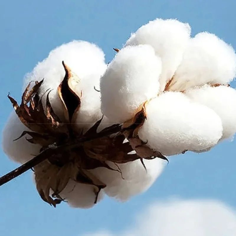 2025 Autumn and Winter New Exercise Sweater Fun Gym 100% Cotton Print Sweater Hoodie High Quality Men Muscle Men Tough Guy Y2K - DeadLineStreet